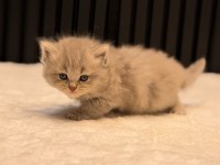 BABY FACE BRİTİSH LONGHAİR BLUE GOLDEN TABY