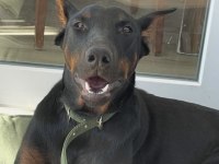 Dişi Safkan Doberman
