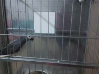 Jako papağanı takımlar