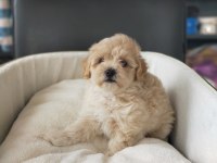 Sıfır numara maltipoo dişi bebeklerimiz