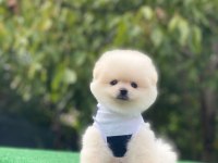 Sevimli pomeranian boo bebeklerimiz teslime hazırlar