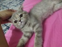 4 aylık kedimizi sahiplendirmek istiyoruz
