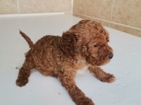 0 NUMARA TOY POODLE YAVRULARIMIZ