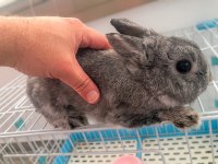 Hollanda Cüce Erkek Damızlık Chinchilla Renk Tavşan