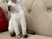 Blue ve Red British Shorthair Yavrular