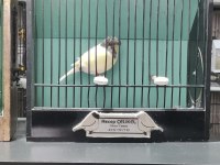 GLOSTER KANARYALAR