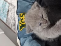 Rezerve ye açık yavrular british shorthair