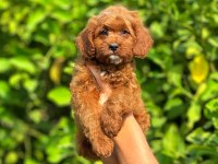 Irk ve Sağlık Garantili Orjinal Maltipoo Yavrular