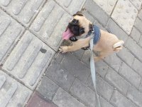 7 aylık pug yurt dışına çıkacağım için veriyorum