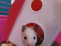 Yavru hamster kafesiyle ve yemiyle