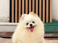 1 Yaşında Dişi Üst Kalite Part Color Pomeranian