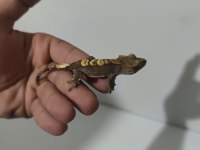 Crested ve Leopard Geckolar