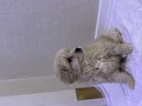 2 aylık erkek tuvalet eğitimli yavru maltipoo