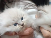 Acil Sahiplendirme 3 Aylık British Longhair