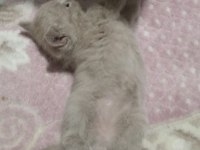 British Shorthair Bebekler - Erkek ve Dişi
