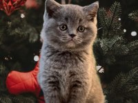 British Shorthair Yavrularımız