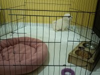 Maltese terrier acil sahiplendirme