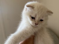 2 aylık scottish fold bebekler