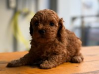 Tüy dökmeyen minicik toy poodle yavrular