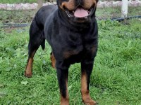 A Şecereli Üretim İzinli Korumacı Erkek Rottweiler