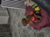 Toy poodle dişi erkek yavrumuz