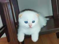 Scottish fold