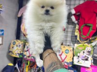 POMERANİAN BOO BEBEKLERİ