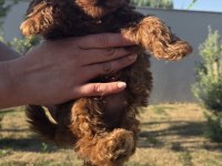 Orjinal toy poodle