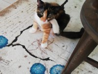 Şans kedimiz