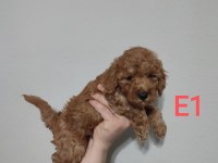 Poodle Erkek Kaliteli İsteyene