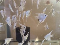 Platinum Marble Melek Balığı