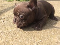 Cift kopya choco kaliteli erken soyu guzel frenchbulldog
