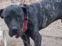 Erkek italyan mastiff (cane corso) 7 aylık safkan