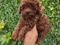 poodle yavrularımız