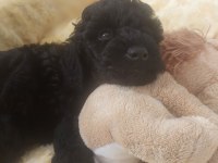 Toy Poodle Siyah