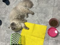Talı patiler iran kedisi erkektir