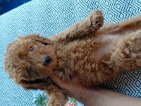 ORJINAL A KALITE POODLE