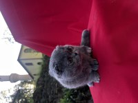 5 aylıktır uysal ev kedisi scottish fold