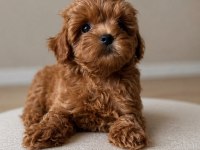 GÜZELLİK ABİDESİ MALTİPOO BEBEKLER