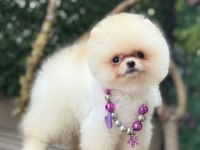 Orjinal Ayı Surat Dişi Pomeranian Boo Üst Düzey