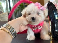Tatlı mı tatlı korea Maltese terrier cep boy