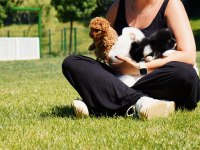 Nadir Renk ve Anatomide Soy Scr’li Pomeranian Yavrular