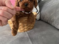A Kalite Poodle Dişiler