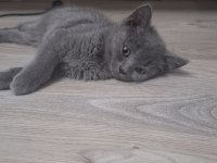 Tatlı mı tatlı british shorthair kedisi