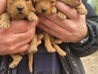 poodle bebeklerimiz