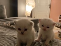 Kaliteli Scottish Fold Yavrular