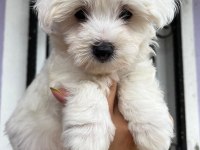 Maltis A kalite Terrier Dişi Tüm İllere Gönderim