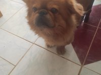 Acil sahiplendirmek istiyorum pekinez köpeğimi