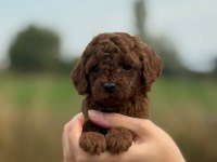 a kalite sağlık garantili poodle yavrularımız