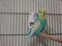 Show jumbo muhabbet kuşları